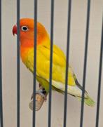 Pastelino/Opaline Fischeri Man 2025, Dieren en Toebehoren, Mannelijk, Dwergpapegaai of Agapornis, Geringd