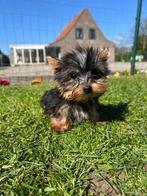 Yorkshire terrier  pups, Yorkshire Terriër, 15 weken tot 1 jaar, Buitenland, CDV (hondenziekte)