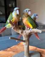 CONURE PYRRHURA APPRIVOISER EAM, Meerdere dieren, Papegaai, Pratend