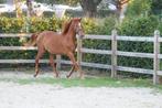 Mooie jaarling merrie te koop, Dieren en Toebehoren, Paarden, Merrie