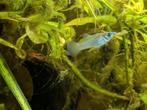 Poecilia mexicana, Vis, Zoetwatervis