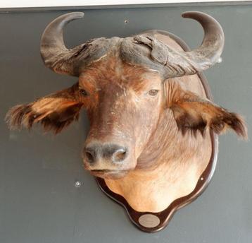 tête de buffle animal  beschikbaar voor biedingen