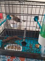 Mexicaanse roodmus  x kanarie, Bagué