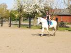 pension pour chevaux âne poney a la ferme avec prairies, Weidegang, 4 paarden of pony's of meer