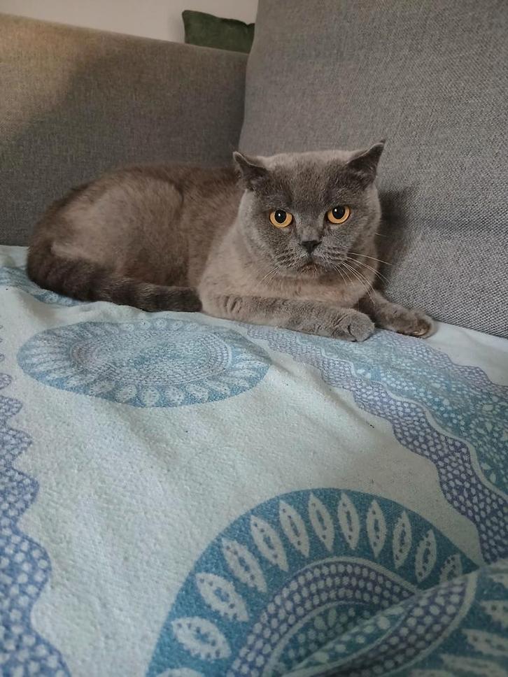 Britse korthaar te koop, Dieren en Toebehoren, Katten en Kittens | Raskatten | Korthaar, Poes, 3 tot 5 jaar, Met stamboom, Ontwormd