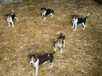Boerenfox puppy’s, België, Fokker | Hobbymatig, 8 tot 15 weken, Meerdere