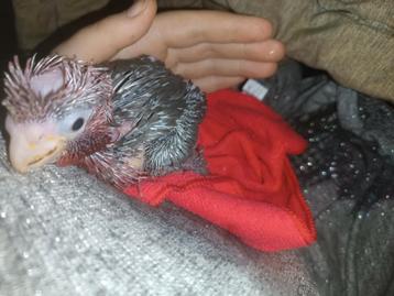 Antwerpen Oppas gezocht voor dieren vakantie  beschikbaar voor biedingen