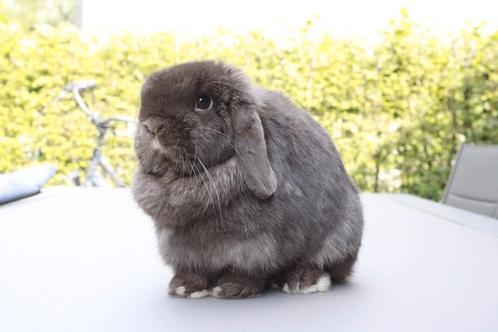Minilop voedster, Dieren en Toebehoren, Konijnen, Dwerg, Vrouwelijk, 3 tot 5 jaar, Hangoor