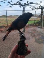 Mooie opgezette vogel, Verzamelen, Dierenverzamelingen, Ophalen of Verzenden, Nieuw, Vogel, Opgezet dier