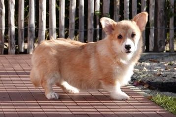 Chiot Welsh Corgi Pembroke (parents présents)