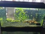 guppy's guppie, Dieren en Toebehoren, Vis, Zoetwatervis