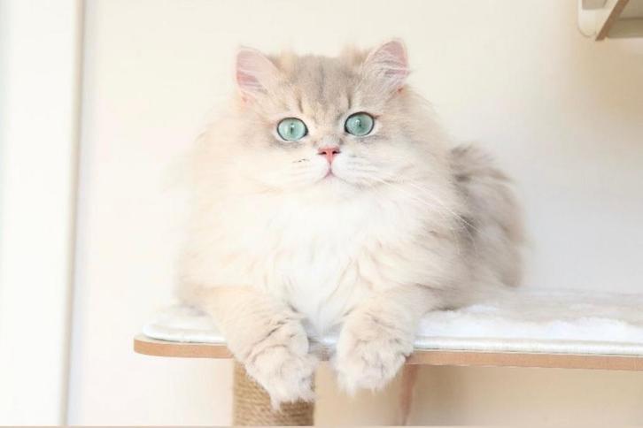 Mâle British Longhair pour saillie (pas à vendre), Animaux & Accessoires, Chats & Chatons | Chats de race | Poil long, Chat, 3 à 5 ans