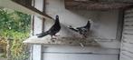 Bulgaarse duiven, Animaux & Accessoires, Oiseaux | Pigeons, Pigeon culbutant ou Roller