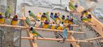Gouldamadine natuurbroed 2024-25 die mogen verhuizen, Dieren en Toebehoren, Tropenvogel, Geringd