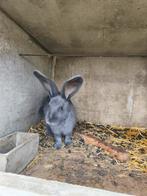 Vlamese Reus, Dieren en Toebehoren