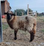 Kruising ooi, Dieren en Toebehoren, Schapen, Geiten en Varkens