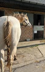 Unieke quarter ter dekking vroegboekkorting!, Dieren en Toebehoren, Paarden, Merrie
