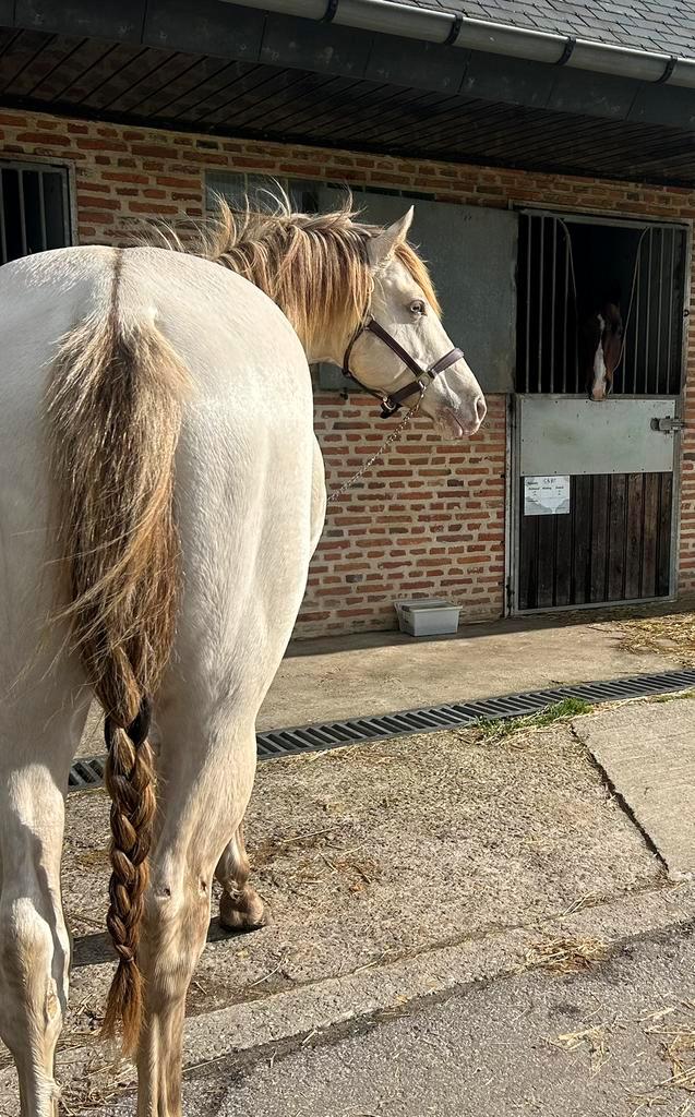 Unieke quarter ter dekking vroegboekkorting!, Dieren en Toebehoren, Paarden, Merrie