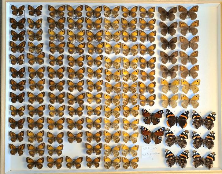 Opgezette vlinders vanaf 1,25€, Collections, Collections Animaux, Comme neuf, Animal empaillé, Insecte, Enlèvement