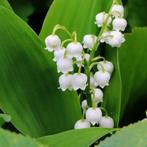 Meiklokje in pot, Ophalen, Vaste plant