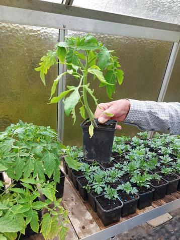 plants de tomates coeur de boeuf