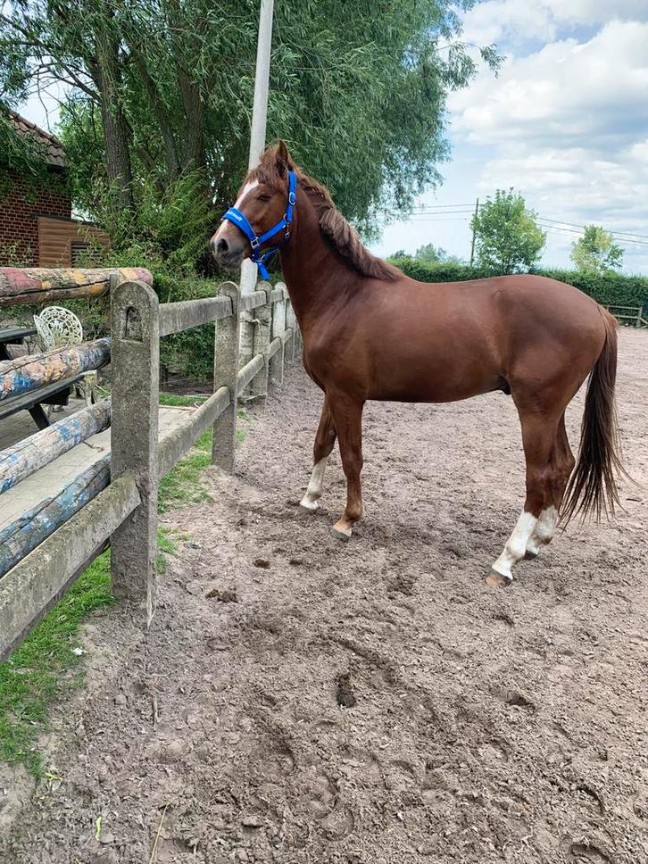 Jonge ruin, Dieren en Toebehoren, Paarden, Ruin, Onbeleerd, 165 tot 170 cm, 3 tot 6 jaar, Dressuurpaard, Met stamboom, Gechipt