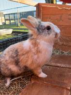 Ram dwergkonijn, Dieren en Toebehoren