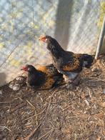 Brahma haantjes, Dieren en Toebehoren