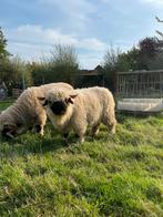 Walliser Schwarznase ooi, Dieren en Toebehoren, Schapen, Geiten en Varkens, Vrouwelijk, Schaap, 0 tot 2 jaar