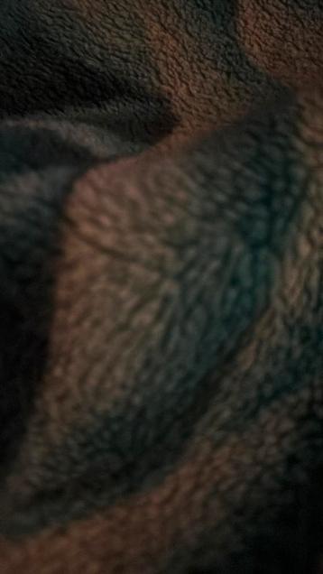 Gezocht handtamme papegaai beschikbaar voor biedingen