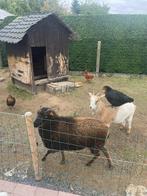 Schaap en geit te koop koppel., Animaux & Accessoires, Moutons, Chèvres & Cochons, Chèvre