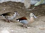 jonge roodschouder talings eenden, Dieren en Toebehoren, Pluimvee, Meerdere dieren, Eend