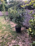 Ligustrum Texanum, Ophalen of Verzenden, Liguster, Struik, 100 tot 250 cm
