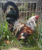 Ameraucana prachtige haan, Dieren en Toebehoren