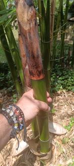 Bambou Phyllostachys vivax, Enlèvement, Bambou, 250 cm ou plus