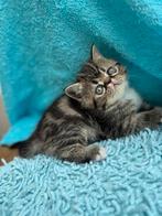 Exotic korthaar, Dieren en Toebehoren, Katten en Kittens | Raskatten | Korthaar, Meerdere dieren, Gechipt, 0 tot 2 jaar
