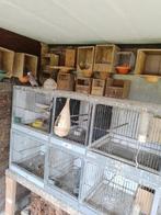 groenvleugelduiven, Dieren en Toebehoren, Vogels | Duiven, Geslacht onbekend, Overige soorten