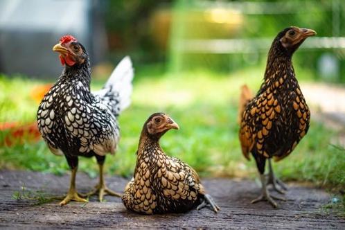 Te koop: Sebright trio's en koppels in vijf kleuren, Dieren en Toebehoren, Pluimvee, Kip, Meerdere dieren
