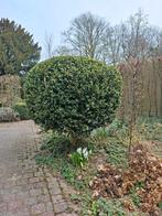 Buxus op stam, Tuin en Terras, Ophalen of Verzenden, Buxus