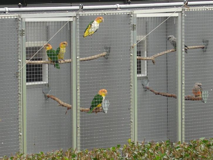 1-1 Roestkop/Witbuik-caique`s/papegaaien en een..., Dieren en Toebehoren, Vogels | Parkieten en Papegaaien, Papegaai, Meerdere dieren