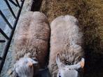 Schapen 2 jaarling rammen, Mâle, Mouton, 0 à 2 ans