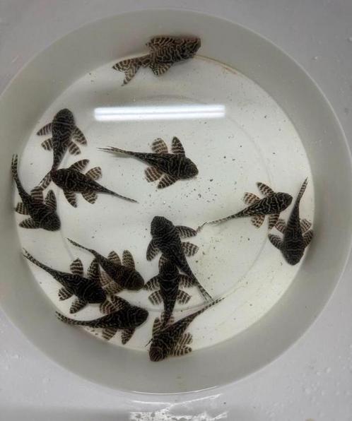L333 hypancistrus exemplaren tussen 8,5 en 10cm, Dieren en Toebehoren, Vissen | Aquariumvissen, Vis
