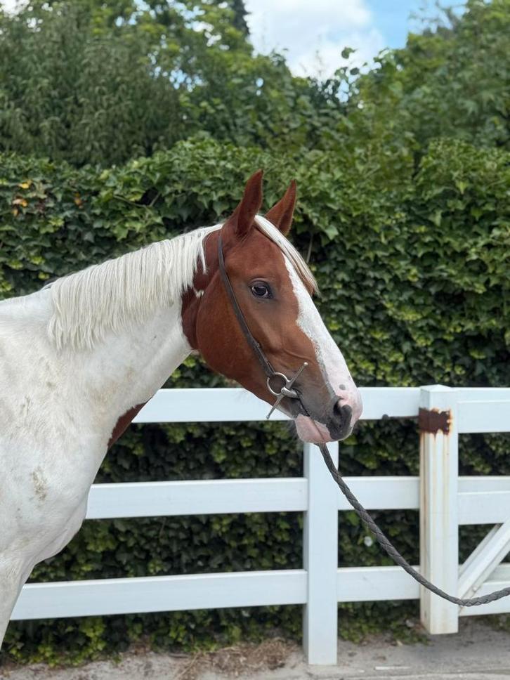 Bonte 4 jarige springgefokte merrie, Dieren en Toebehoren, Paarden, Merrie