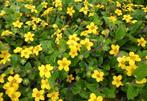 Chrysogonum 'André Viette', Jardin & Terrasse, Plantes | Jardin, Enlèvement, Été