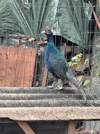 Donkere bosfazant, Dieren en Toebehoren