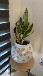 Ronde bloempot met sanseveria, Ophalen, Zo goed als nieuw
