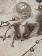 Chihuahua pup, reutjes lilac wit, Chien (mâle), Belgique, 8 à 15 semaines, Maladie de Carré (chiens)