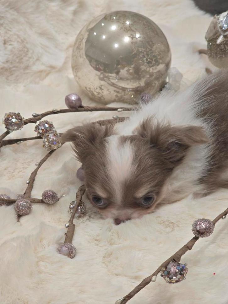 Chihuahua pup, reutjes lilac wit, Dieren en Toebehoren, Honden | Chihuahua's en Gezelschapshonden, Reu, Chihuahua, Fokker | Hobbymatig