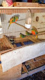 splendid parkieten, Dieren en Toebehoren, Vogels | Parkieten en Papegaaien, Meerdere dieren, Parkiet