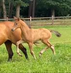 Premie hengstveulen dressuur, Dieren en Toebehoren, Hengst, Dressuurpaard, Gechipt, 0 tot 2 jaar